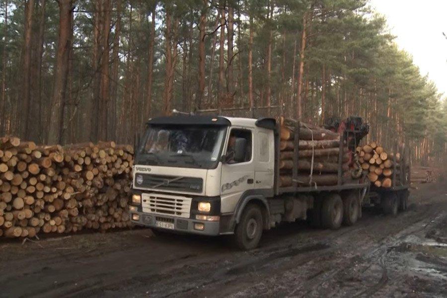 Польша: в 2021 году объем продаж круглого леса превысит 40 млн м³