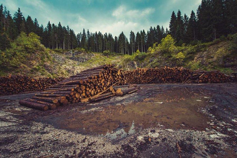 Лесная служба принимает заявки на гранты в размере 10 миллионов долларов