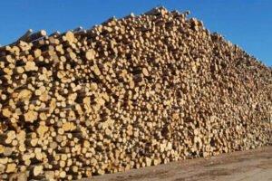 Экспорт древесины и бревен из России в январе-августе 2020 года: экспорт древесной целлюлозы увеличился