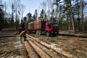 РФ: Контроль за лесными инвестпроектами будет ужесточен +