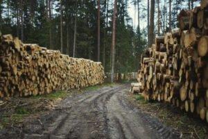 Польша: продажи круглого леса останутся выше 40 млн м³