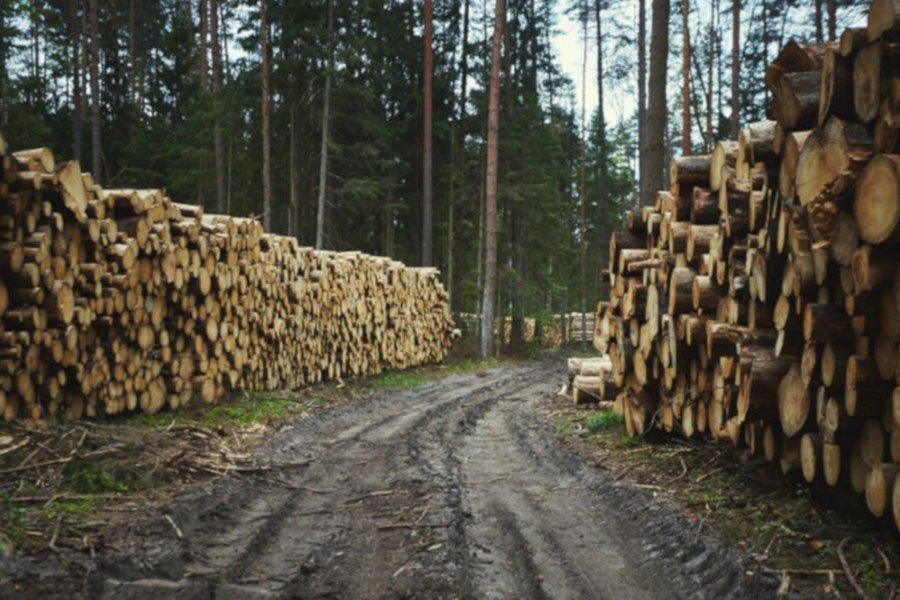 Польша: продажи круглого леса останутся выше 40 млн м³