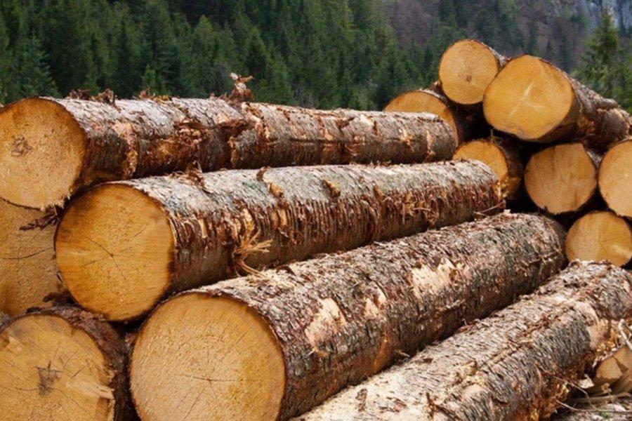 You are currently viewing Запрет на экспорт необработанной древесины подвигнет китайских инвесторов открывать перерабатывающие предприятия в России