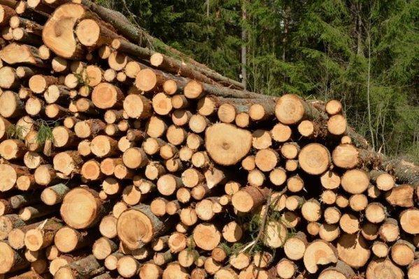 LVM НАЧИНАЕТ ПРОДАЖУ ТЕХНОЛОГИЧЕСКОЙ ДРЕВЕСИНЫ НА 2021 ГОД