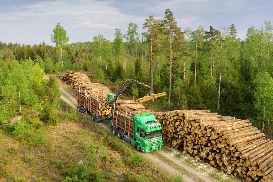 Швеция: цены на круглый лес продолжают снижаться