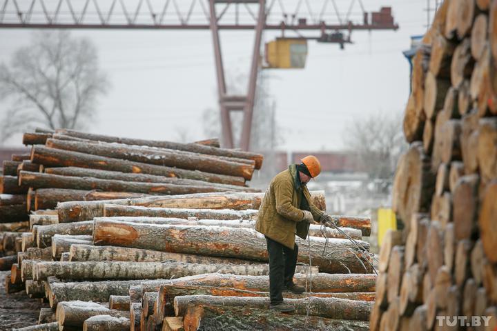 Закрыть нельзя объединить. Минлесхоз хотят отдать под крыло концерна «Беллесбумпром»