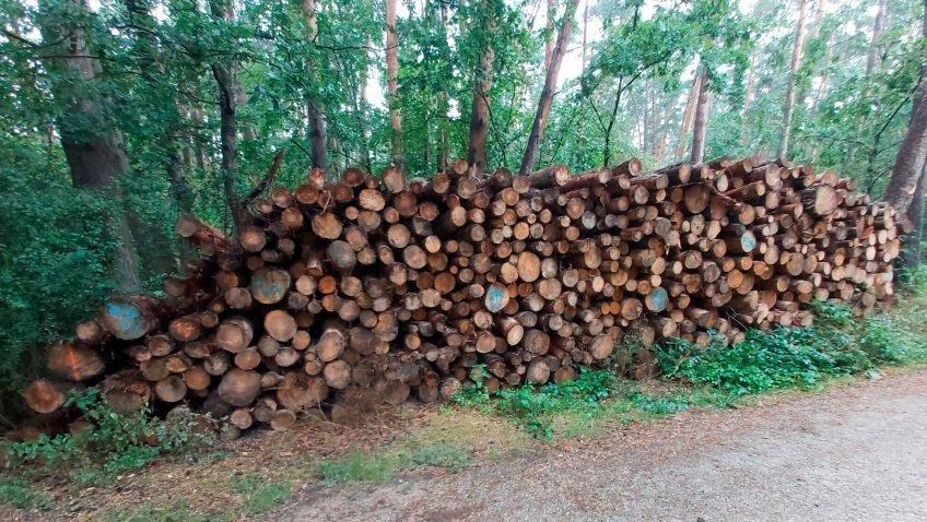 Лесные ассоциации критикуют ограничения на заготовку леса