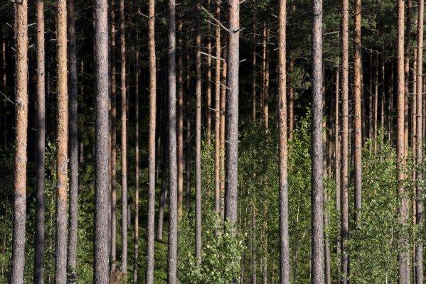 СОВЕТ LVM ОЦЕНИЛ РЕЗУЛЬТАТЫ ДЕВЯТИ МЕСЯЦЕВ РАБОТЫ А / О «LATVIJAS VALSTS MEŽI».