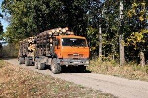 Украина: цены на сосновый пиловочник в IV квартале растут