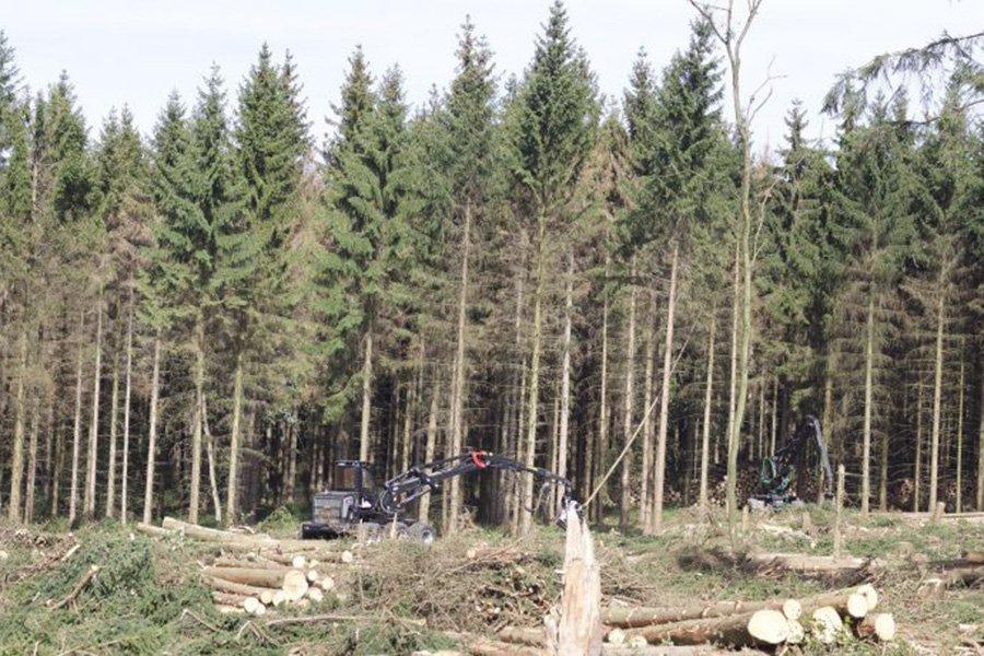 Спрос на поврежденную жуками древесину в настоящее время превышает объемы, вырубленные лесовладельцами
