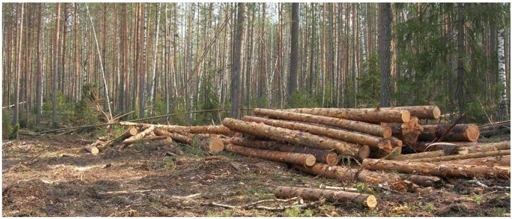 Комплексное лесное хозяйство в зеркале экономики: уроки прошлого и вызовы будущего