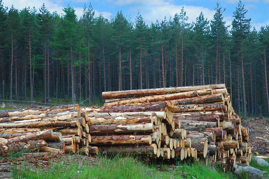 Шотландская лесная инициатива посеяла семена устойчивости для строительной отрасли в Великобритании