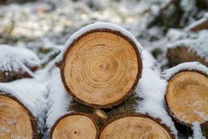С начала 2021 года в России начнут действовать новые правила учета древесины