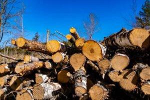 Новые правила для кругляка: что должна сделать Украина с мораторием на экспорт леса