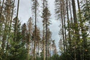 В 2020 году в Швеции зарегистрировано около 7,9 млн кубометров поврежденной жуками древесины