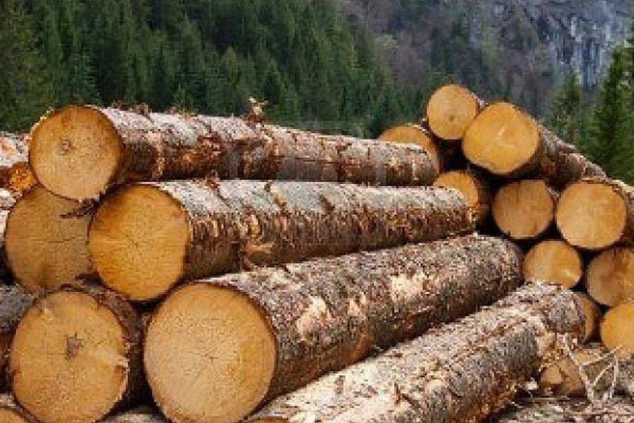 Лесные компании получают место в системе отслеживания древесины
