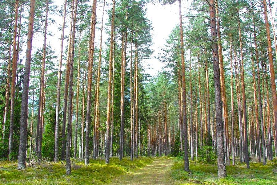 Доходы Латвийской лесной администрации от продаж упали на 11%