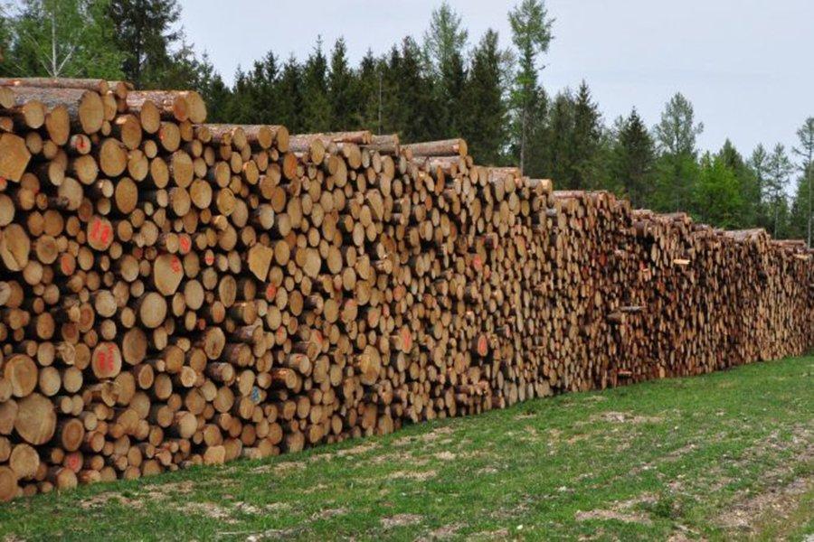 Пик китайского импорта ели из Европы