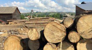 Незаконний обіг деревини в Україні становить приблизно 5 млрд грн на рік, — Абрамовський