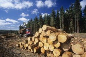 Госдума приняла в первом чтении законопроект о совершенствовании контроля за оборотом древесины