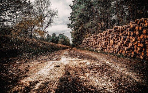 Реформаторы в «лесотень» не ходят