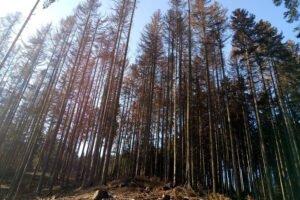 В Чехии заготовлено до 25 млн м³ поврежденной жуками древесины.