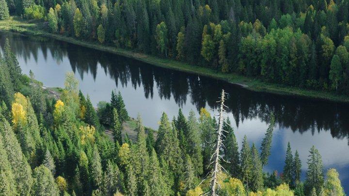 Как спасти русский лес от Китая: Эколог предложил чёткий план