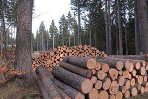 Лесная промышленность в опасении нехватки свежей здоровой древесины