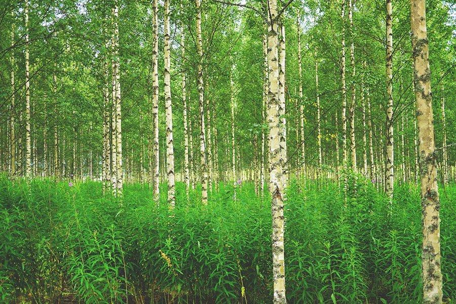 Окупаемость инвестиций в лесное хозяйство Финляндии составила в 2020 году три процента
