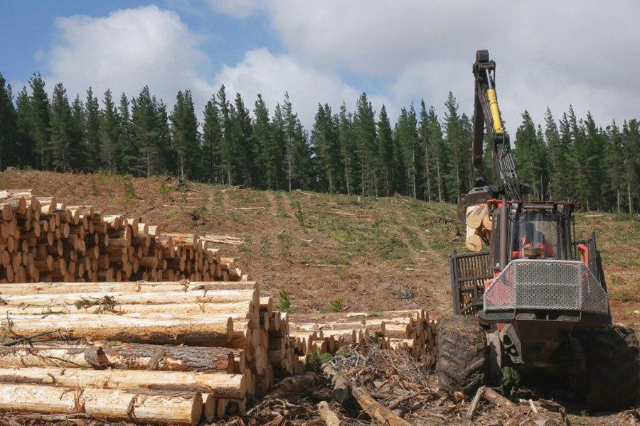 Китай сохраняет запрет импорта круглого леса из Австралии