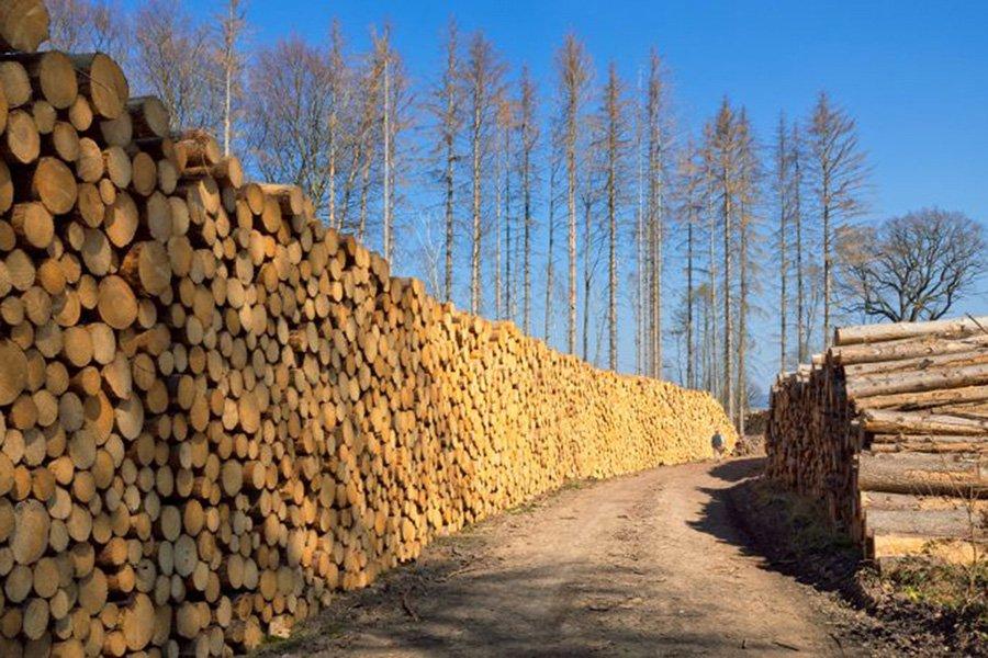 Германия: цены на сосновый пиловочник B/C продолжают расти