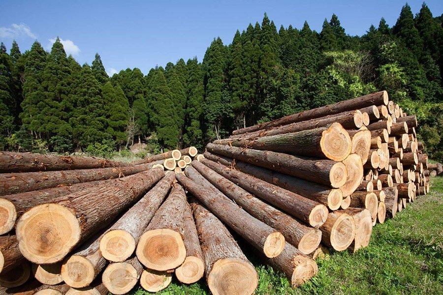 Россия принимает решение о запрете на экспорт круглого леса