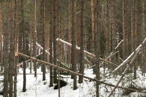 Около 100 000 м³ поврежденной от снегопадов древесины в Швеции