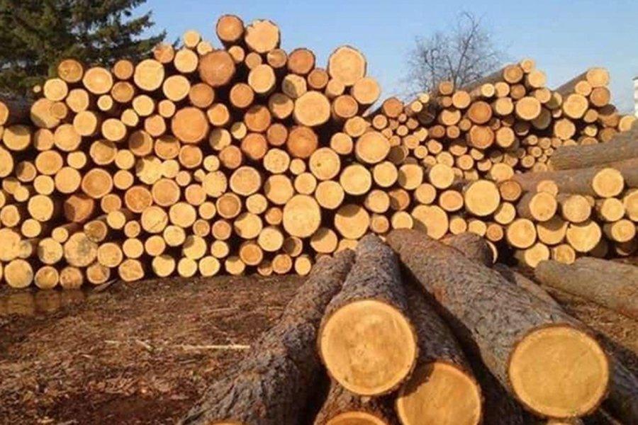 Из-за сезонного дефицита цены на необработанную древесину на аукционе выросли до 350%