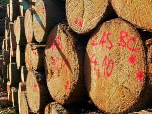 Для мелких лесовладельцев Германии «Постановление  о компенсации за ущерб лесам» пересмотрено
