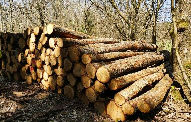 Рейнланд-Пфальц(ФРГ): Профильное министерство поддерживает исследовательский проект по использованию мелкой древесины дуба в деревянном строительстве