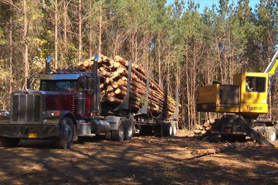 Нехватка рабочей силы и влажная погода привели к росту цен на пиломатериалы на 359%