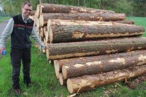 Цены взрываются: древесина — новое золото