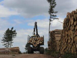 «Пираты и мэры» хотят заставить Леса Чешской Республики продавать древесину местным лесопилкам