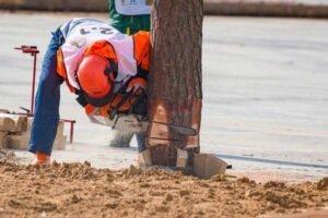 Что происходит на рынке древесины: проблемы и решения