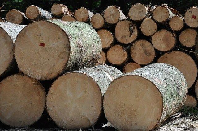 You are currently viewing Учет древесины в РБ обещает быть значительно продуманнее и дешевле украинского