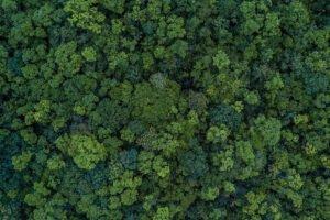 Эксперты считают, что сажать деревья «бессмысленно» в борьбе с изменением климата