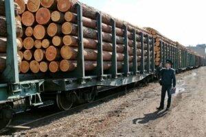 Экспорт круглого леса хвойных пород из России увеличился на 9%