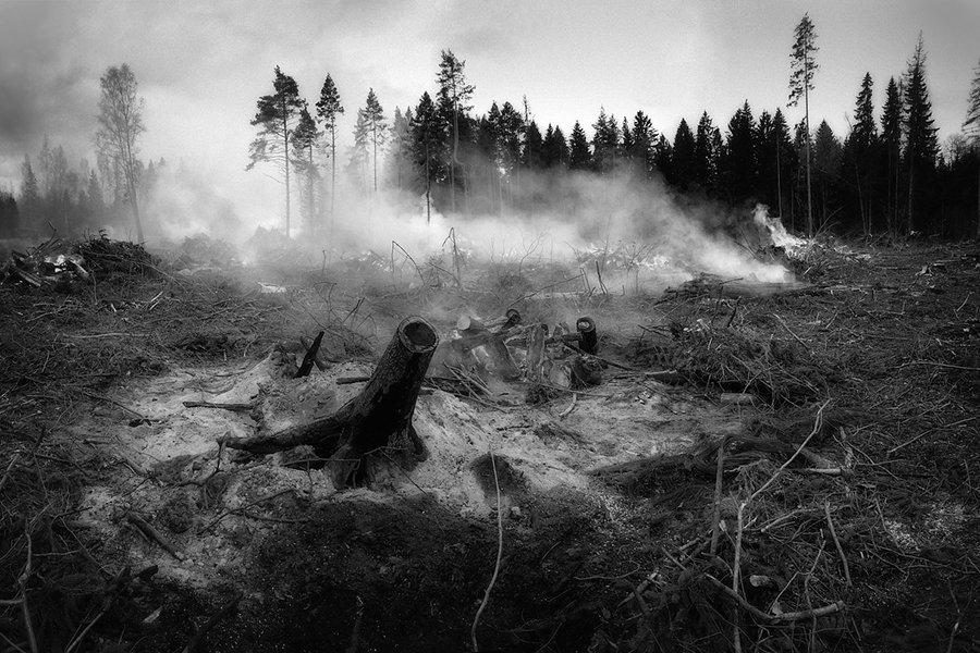 You are currently viewing Лесные пожары ограничивают производство пиломатериалов хвойных пород в Канаде