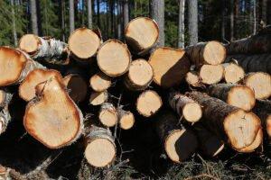 За семь месяцев торговля круглым лесом в Финляндии выросла на 56%