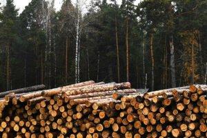 Латвийский экспорт круглого леса снизился на 5%