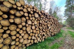 Заготовка зеленой древесины на юге Германии замедлена из-за ограничений на вырубку и праздников