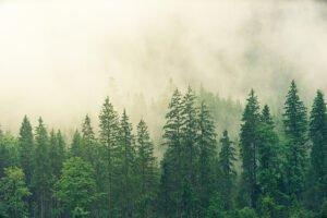 С 2022 года в России изменится лесоустройство