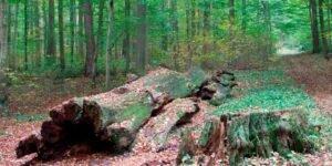 Реструктуризация леса и исследования древесины в Германии