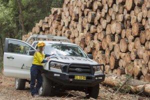 Увеличение предложения древесины хвойных пород для обеспечения собственной лесопильной промышленности